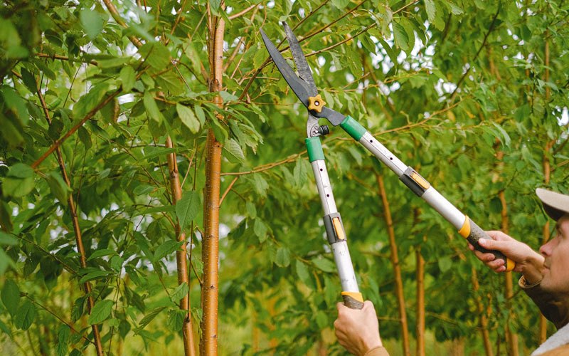 Tree trimming in Caraway, AR